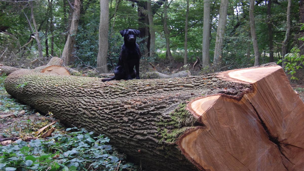 Dog on a wood log